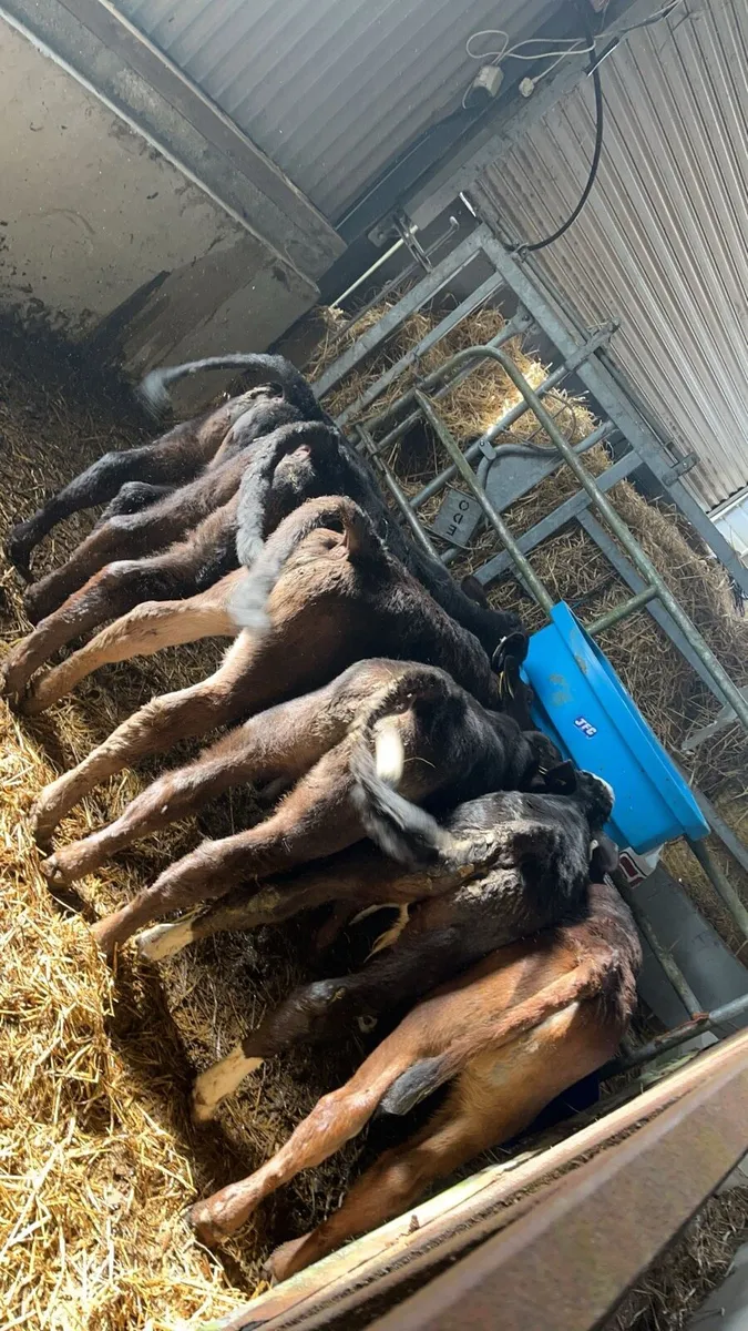 Calves wanted. - Image 2
