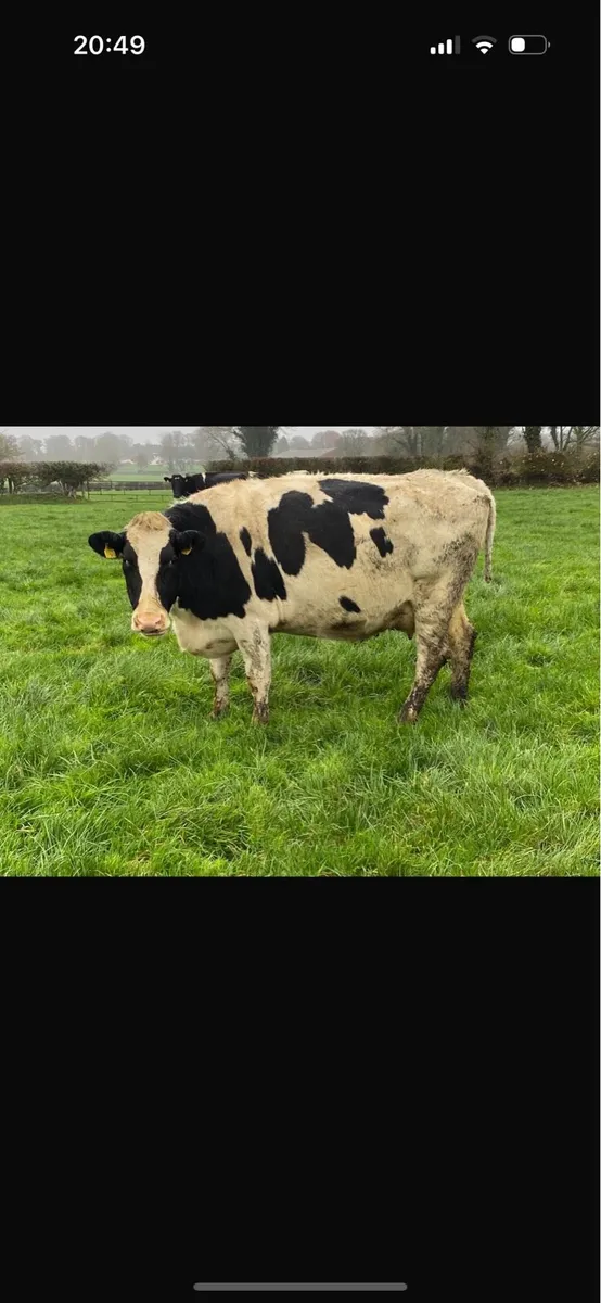 70 Spring and summer calved Hol fr cows - Image 1