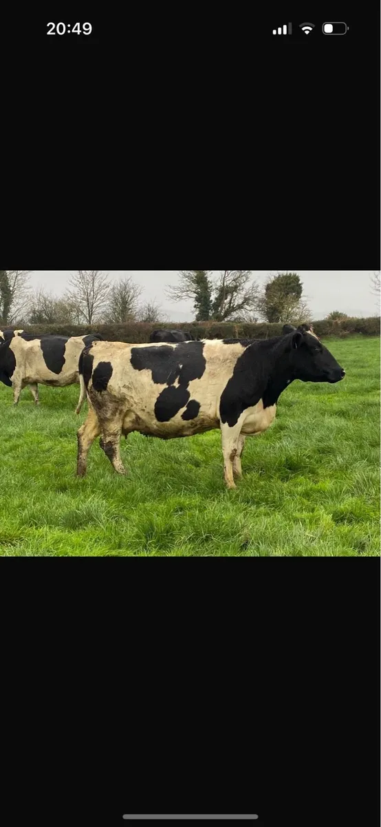 70 Spring and summer calved Hol fr cows - Image 2