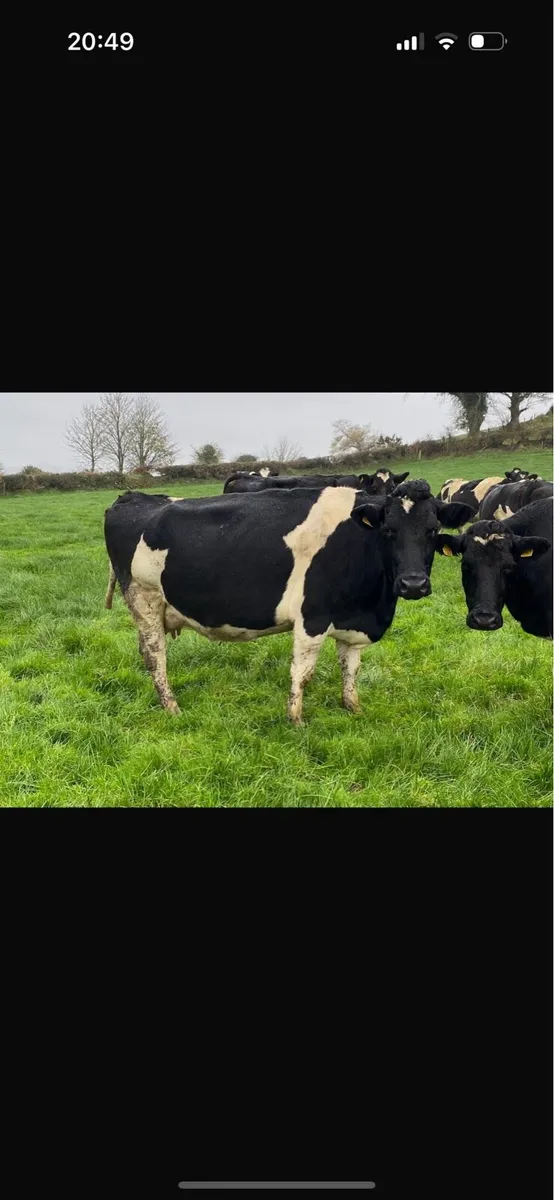 70 Spring and summer calved Hol fr cows - Image 3