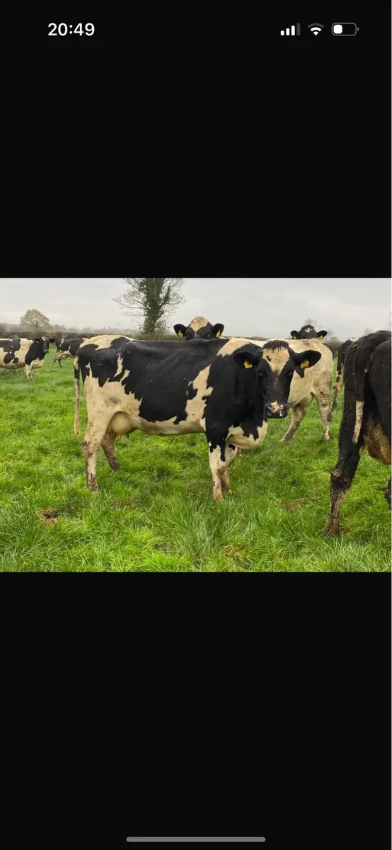 70 Spring and summer calved Hol fr cows - Image 4