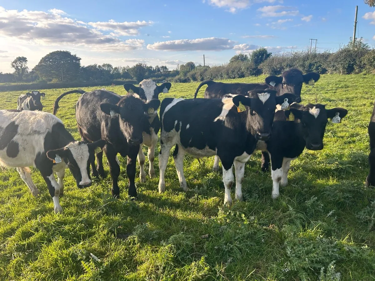 Weanlings - Image 2