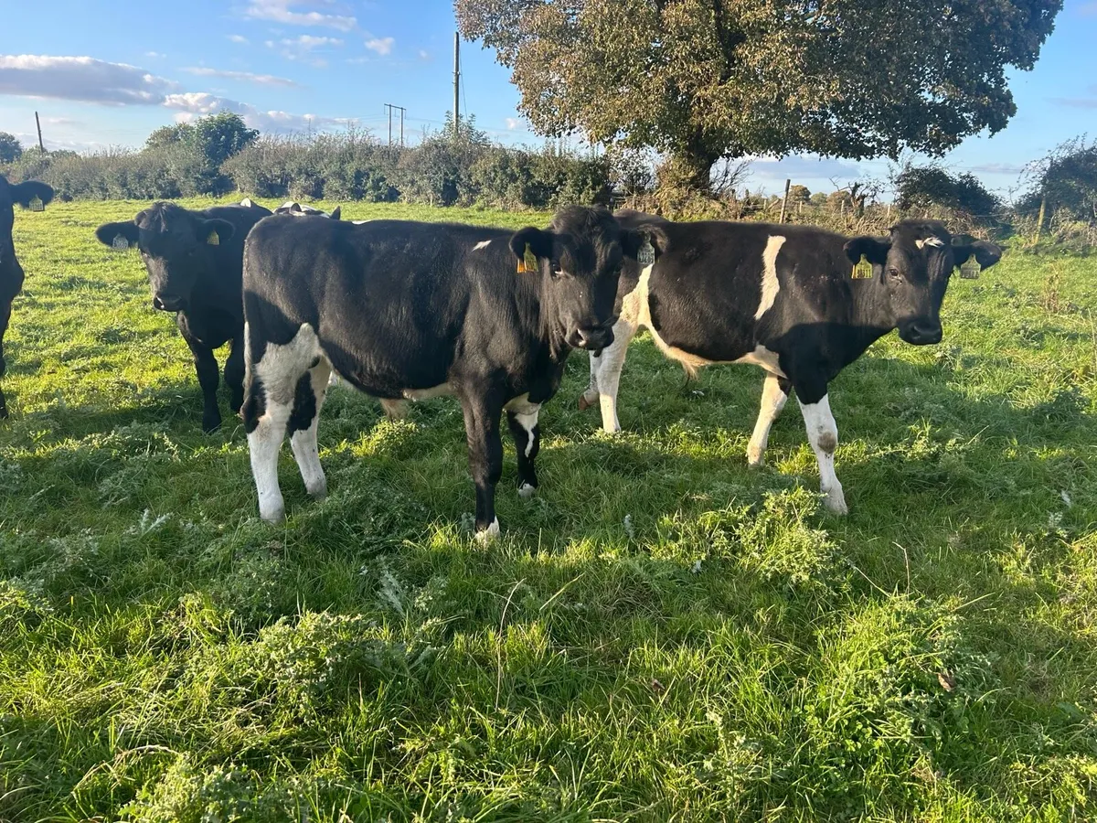 Weanlings - Image 1