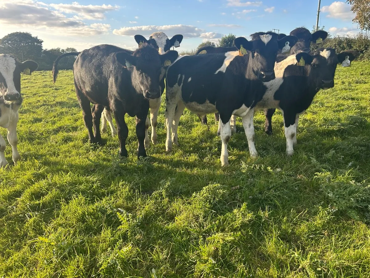Weanlings - Image 3