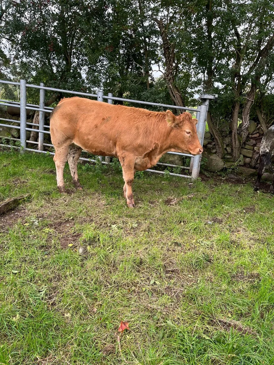 Heifers - Image 4