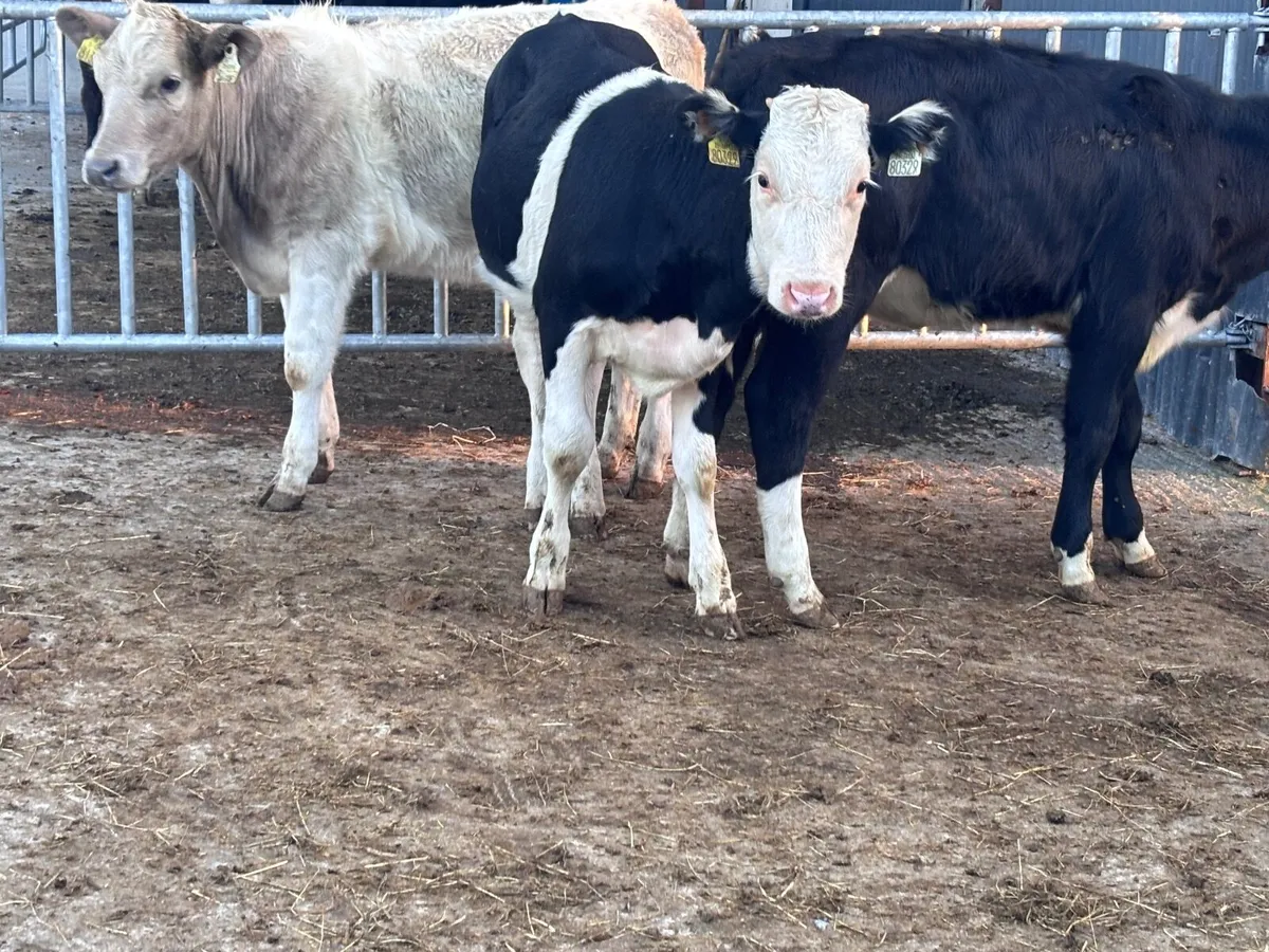 3 weanling heifers for sale - Image 4