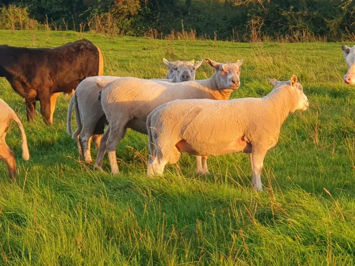 Charollais x Texel Hogget Rams - Image 2