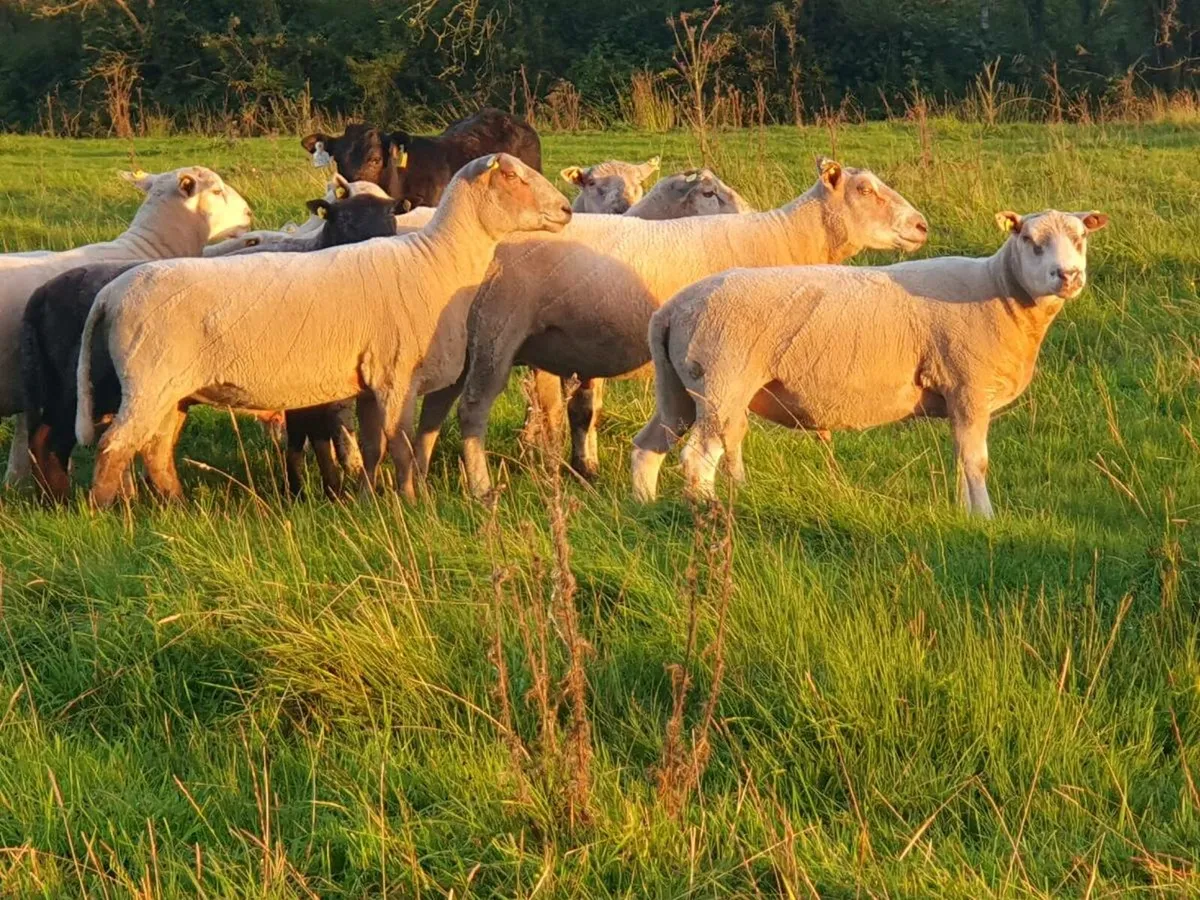 Charollais x Texel Hogget Rams - Image 3
