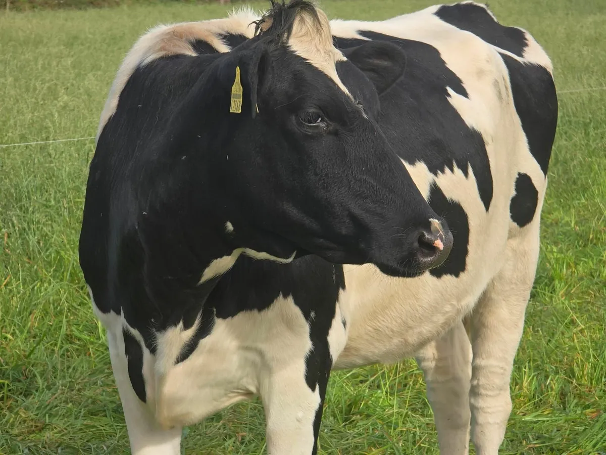 PBR In Calf Heifers for SALE! - Image 1