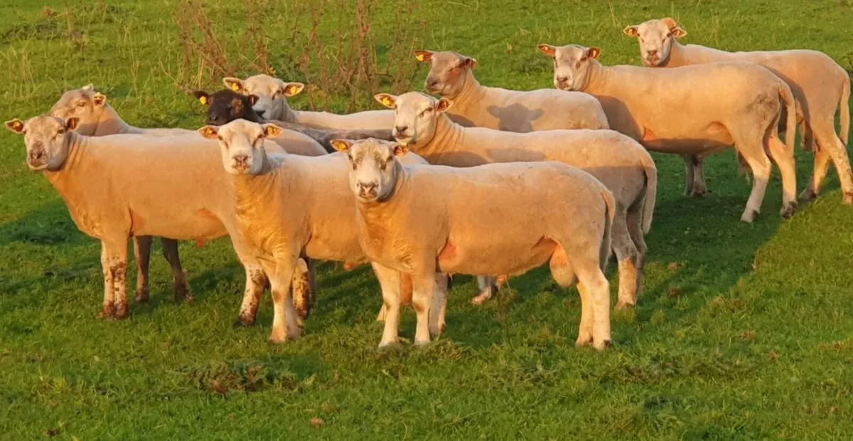 Charollais x Texel Hogget Rams - Image 1