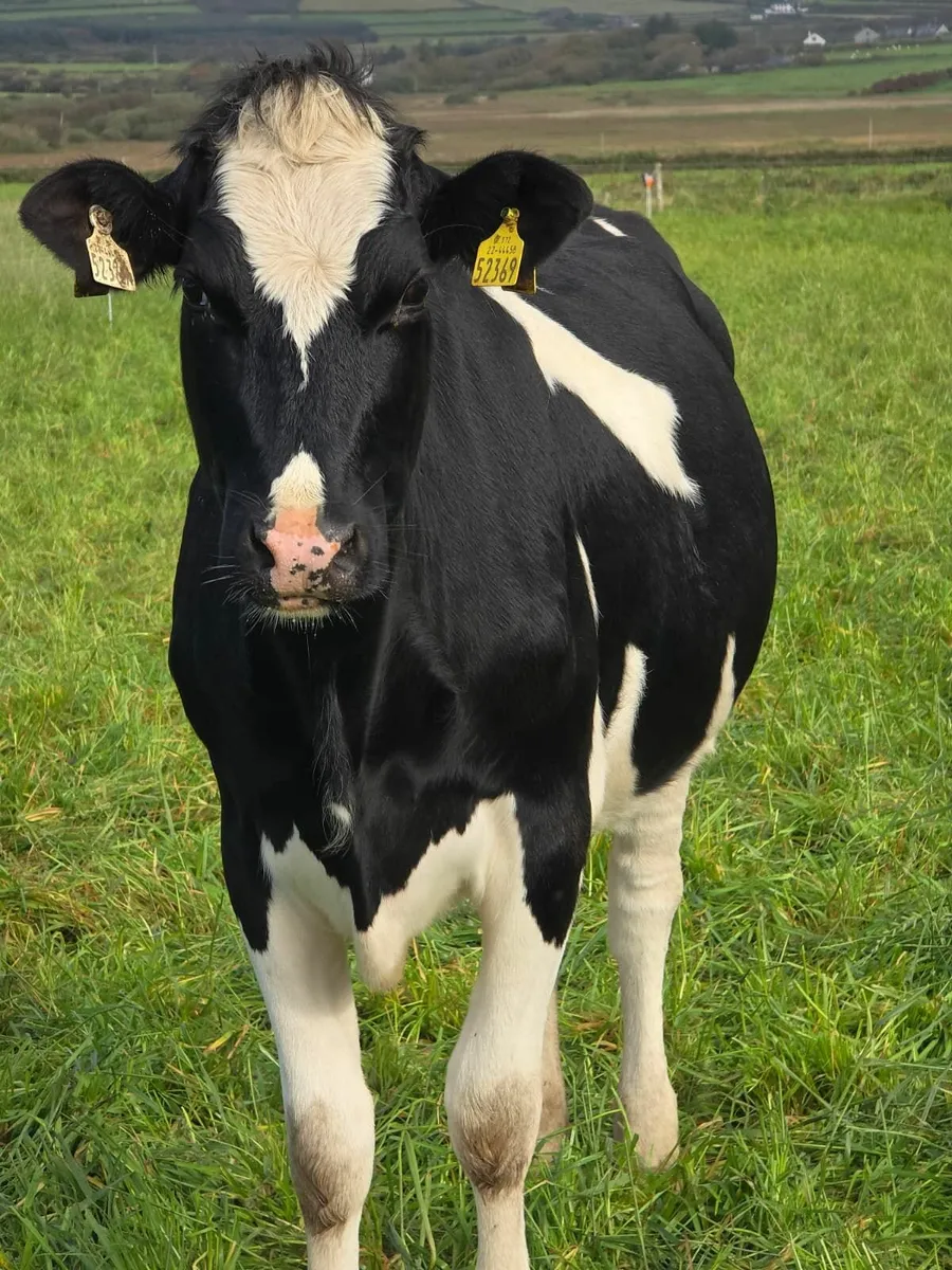 PBR In Calf Heifers for SALE! - Image 2