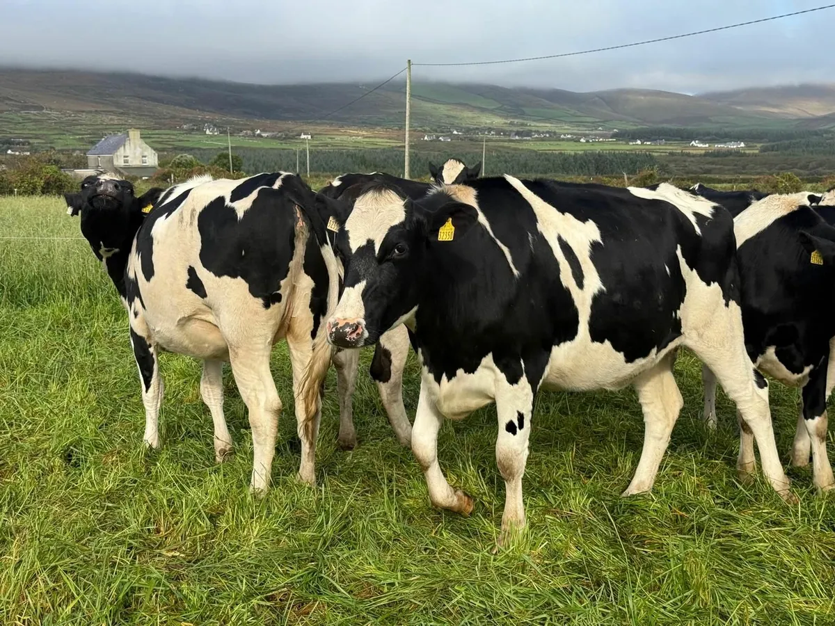 PBR In Calf Heifers for SALE! - Image 4