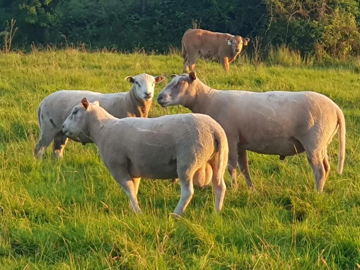 Charollais x Texel Hogget Rams - Image 4