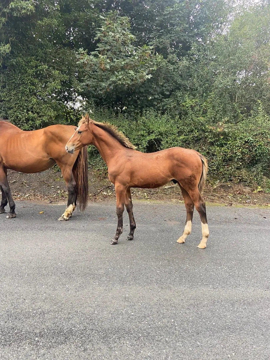 Colt foal Lot 110 Cavan sales 25th of Sept - Image 4