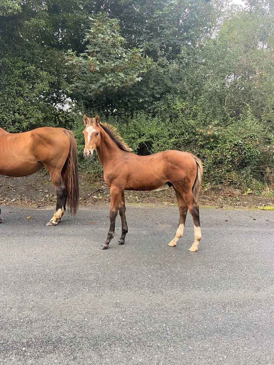 Colt foal Lot 110 Cavan sales 25th of Sept - Image 1