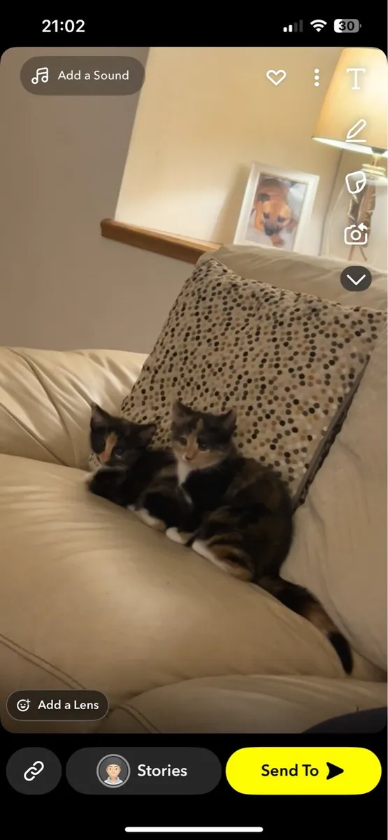 2 female kittens