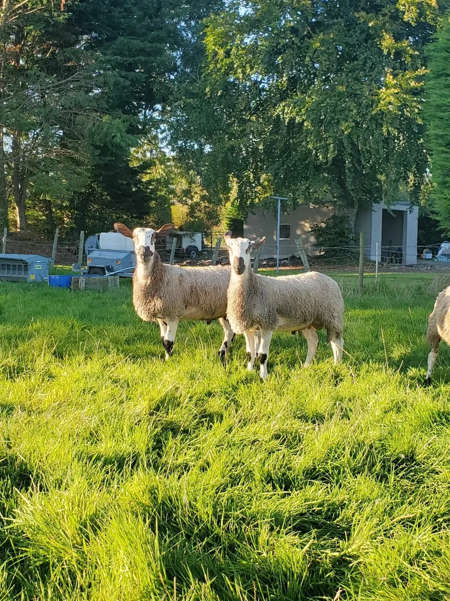 Blue Leicester ram lambs - Image 3