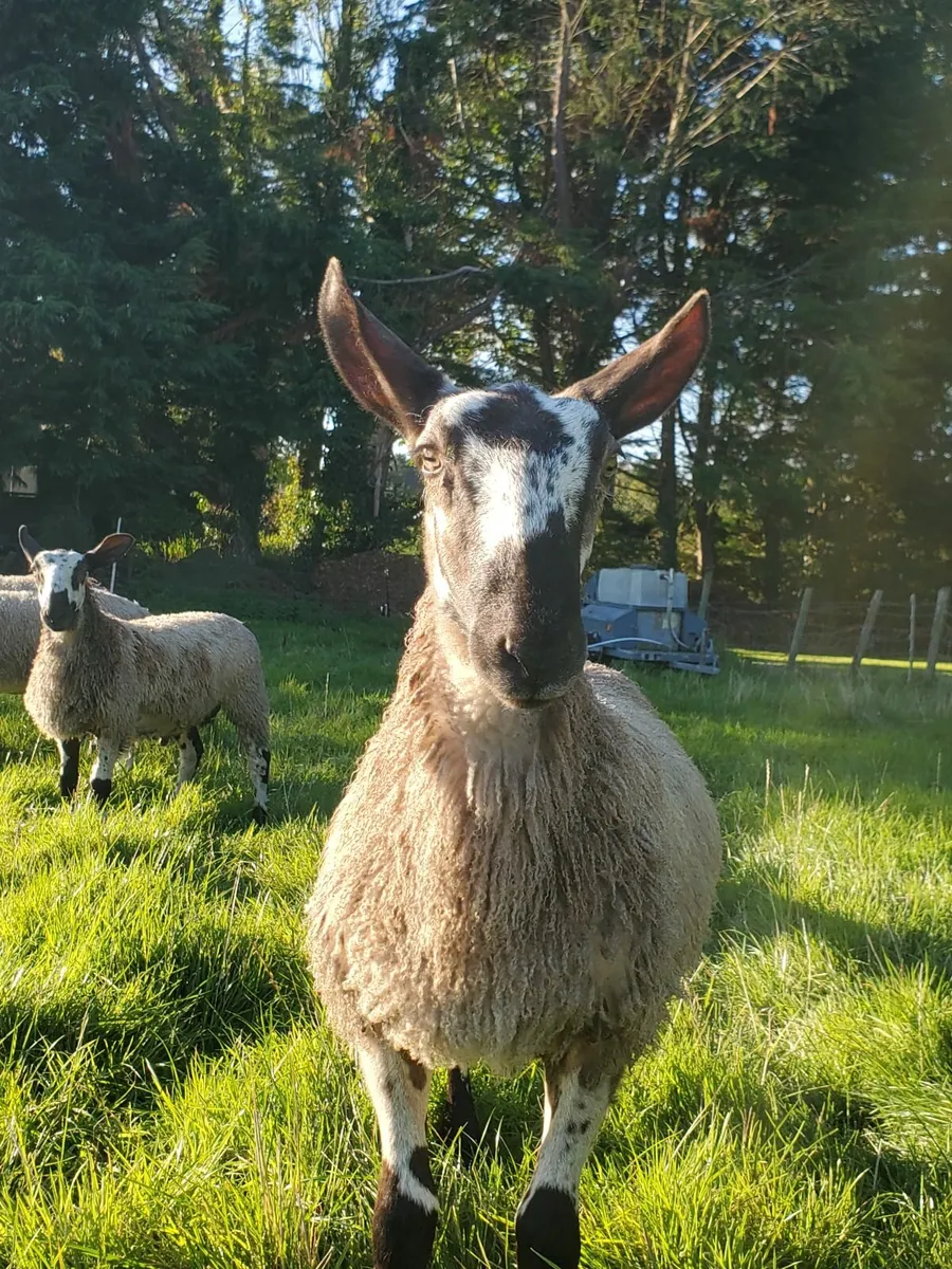 Blue Leicester ram lambs - Image 4