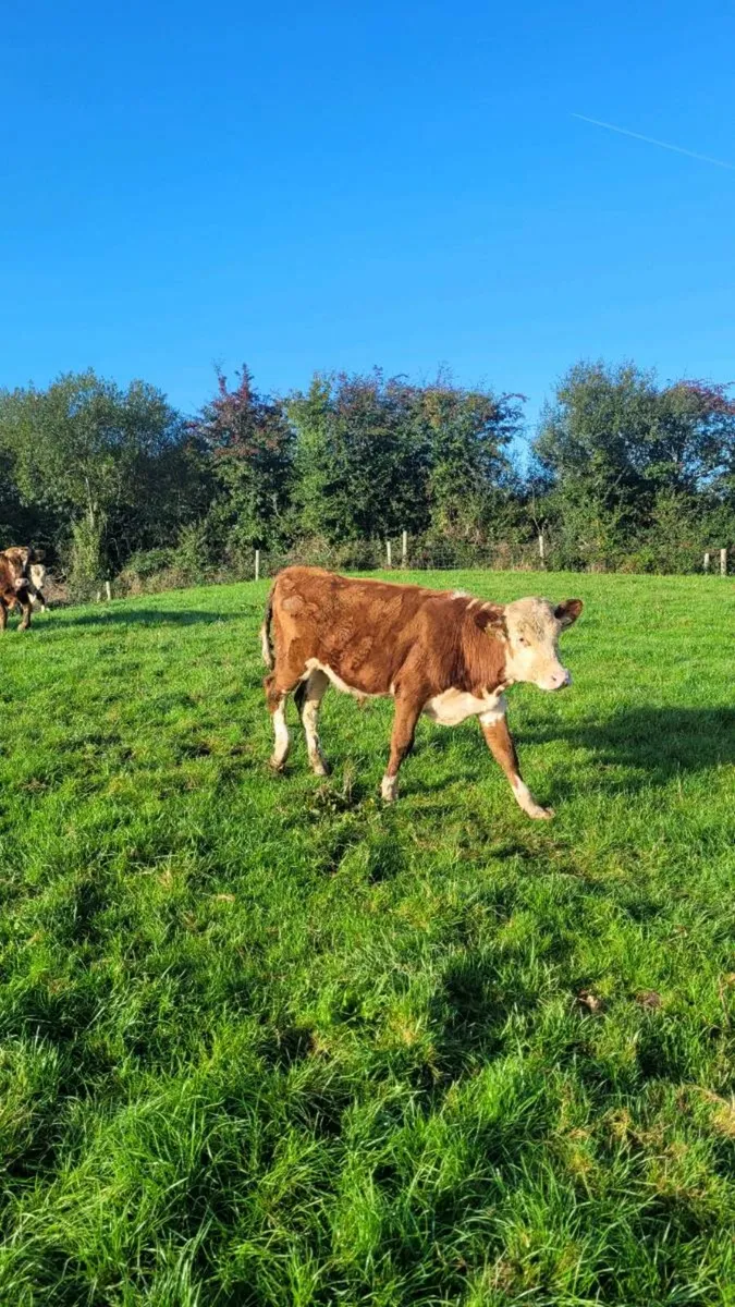 Angus and hereford bulls - Image 1