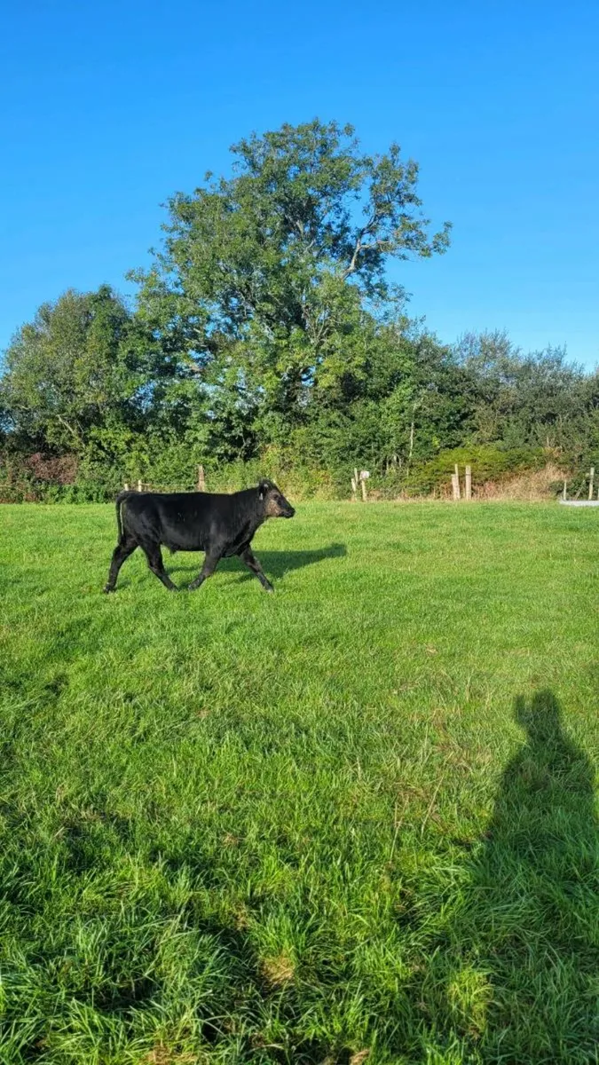 Angus and hereford bulls - Image 2
