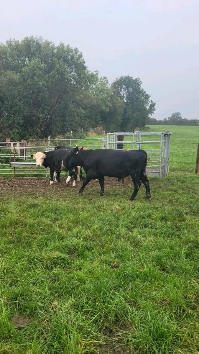 Angus and hereford bulls - Image 3