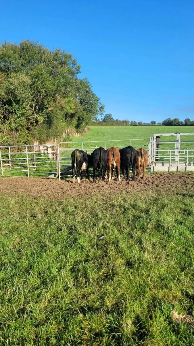 Angus and hereford bulls - Image 4