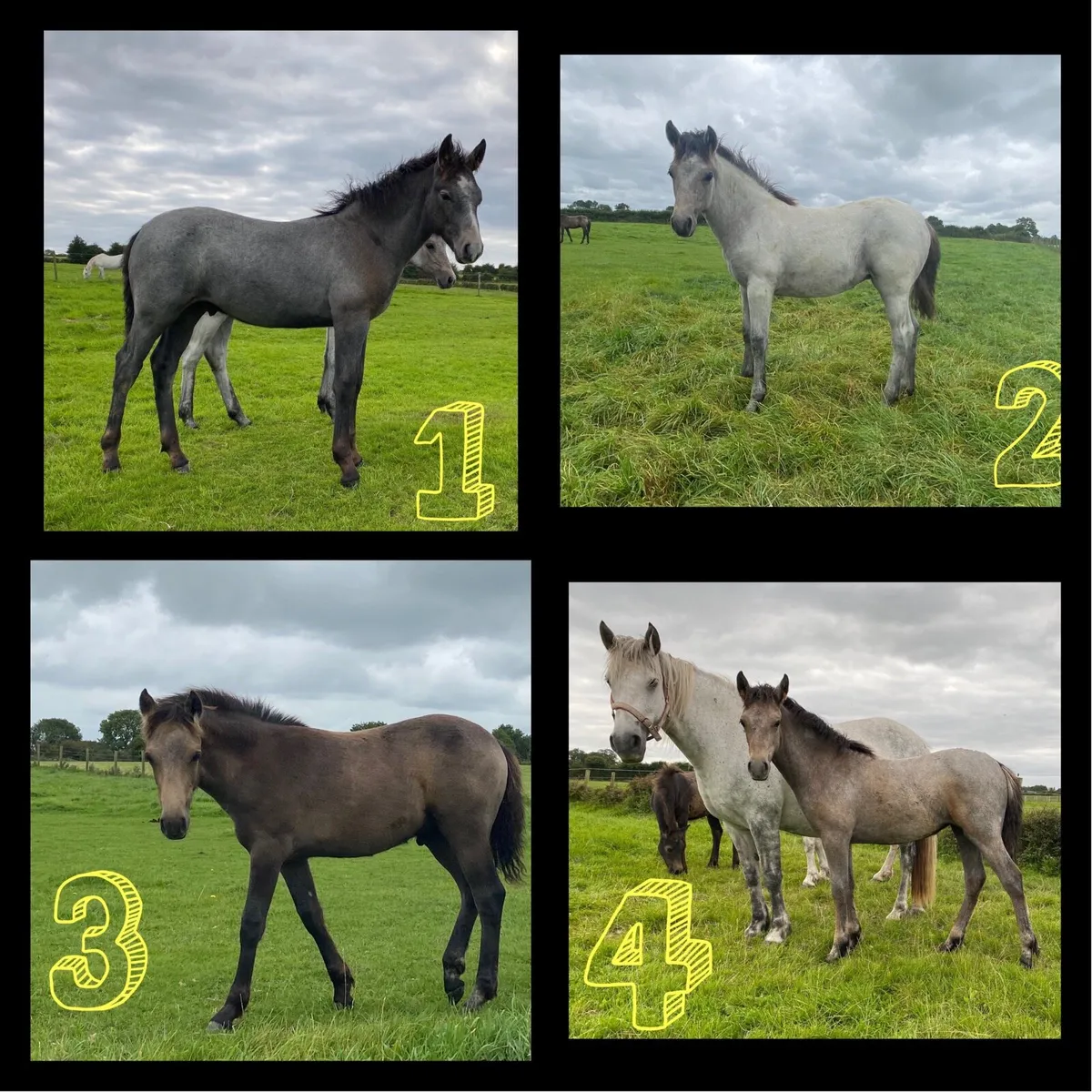 Connemara foals
