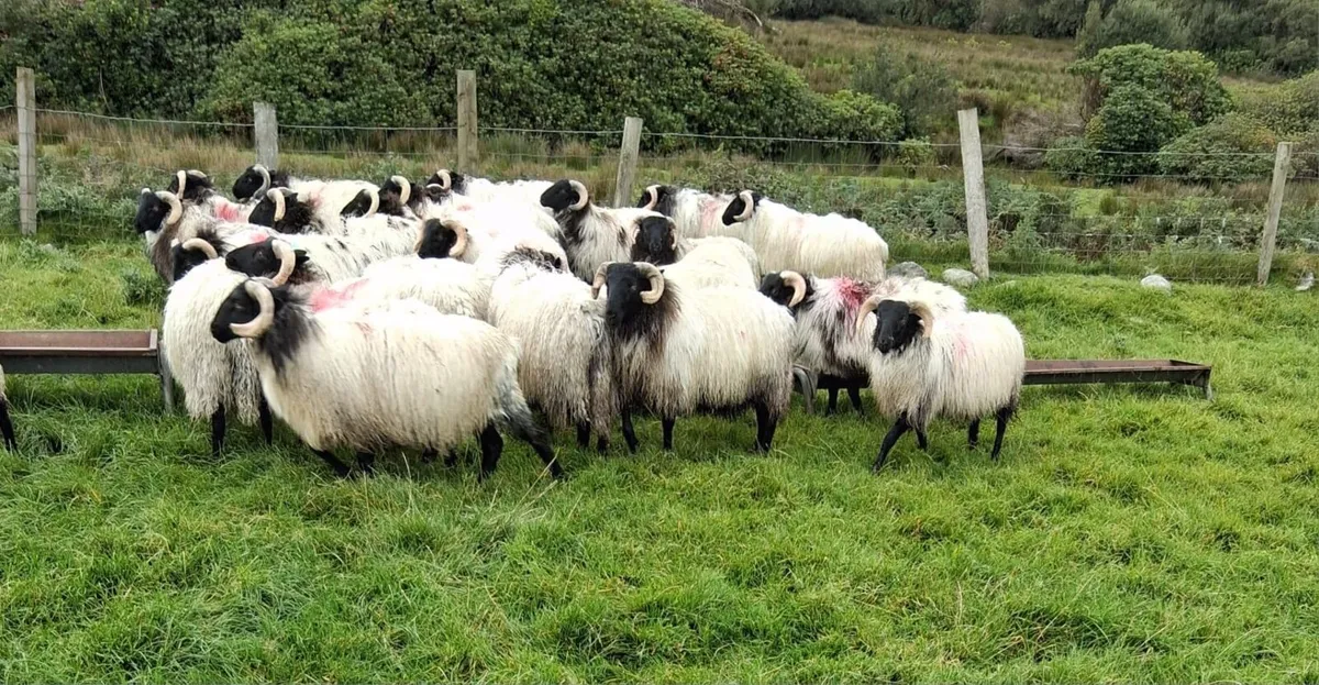 Ram lambs for sale - Image 2
