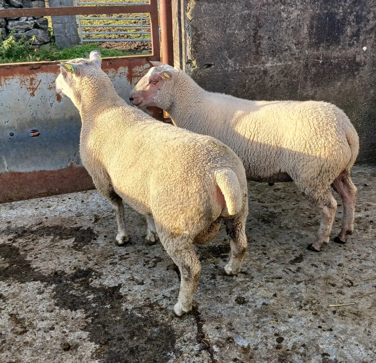 2 Purebred CH Hogget Rams - Image 2
