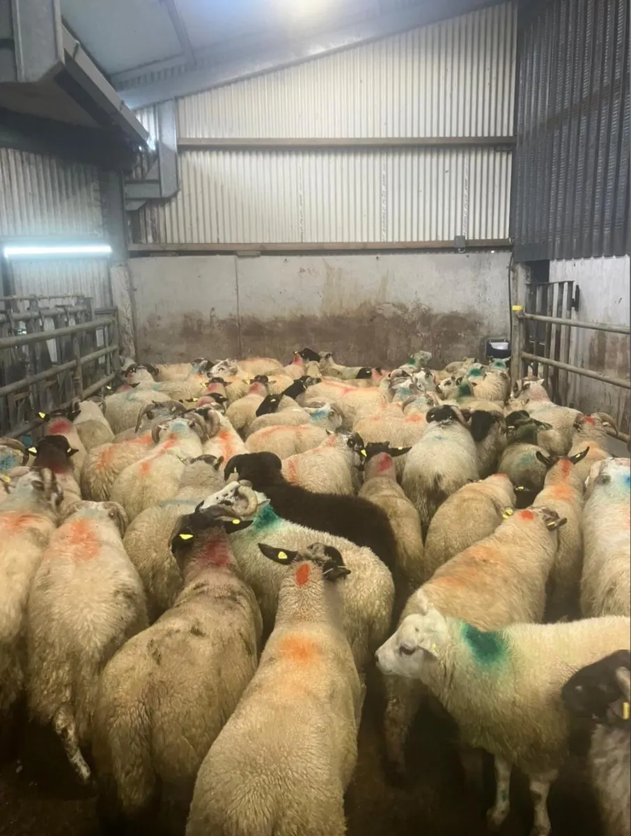 Ram lambs - Image 2