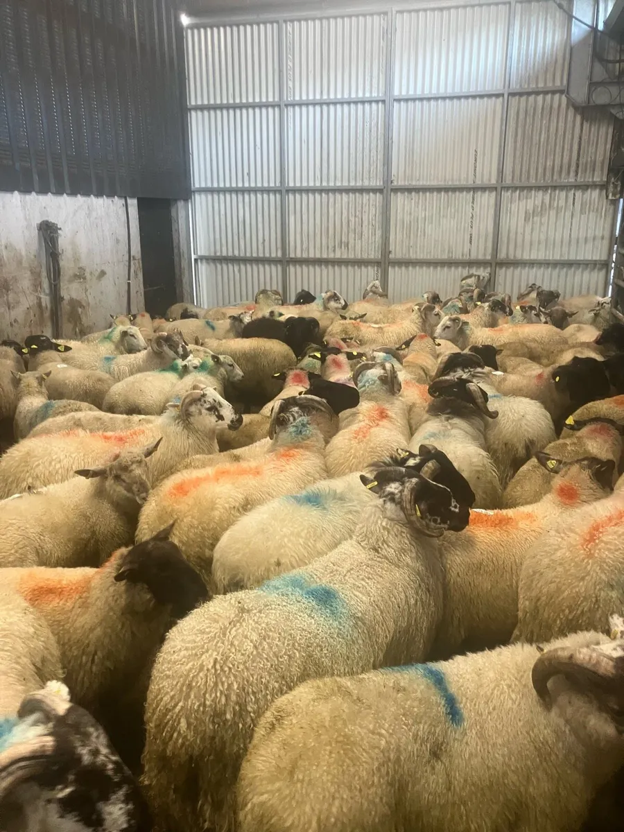 Ram lambs - Image 3