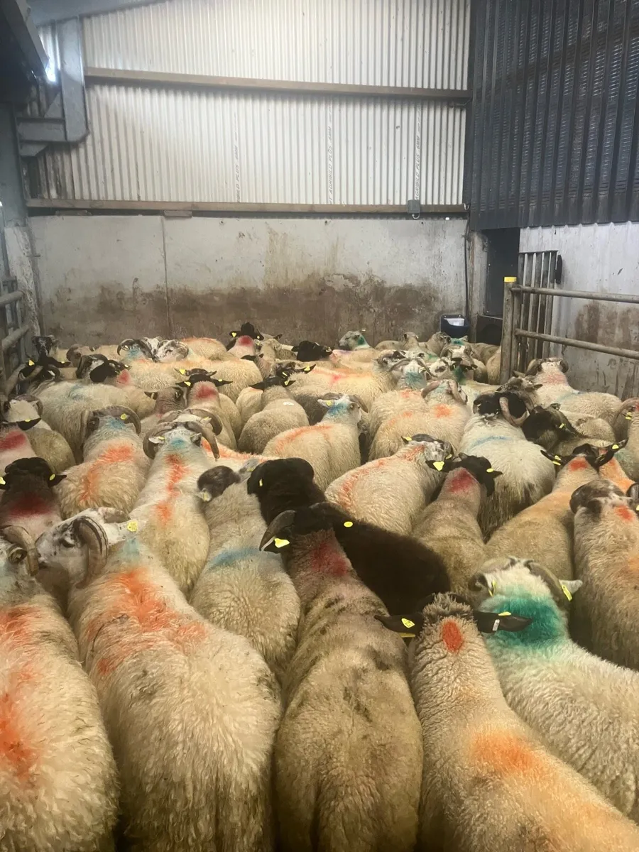 Ram lambs - Image 4