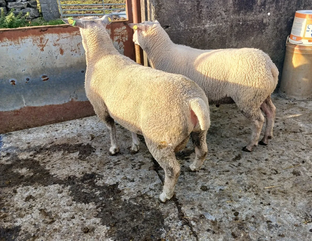 2 Purebred CH Hogget Rams - Image 1