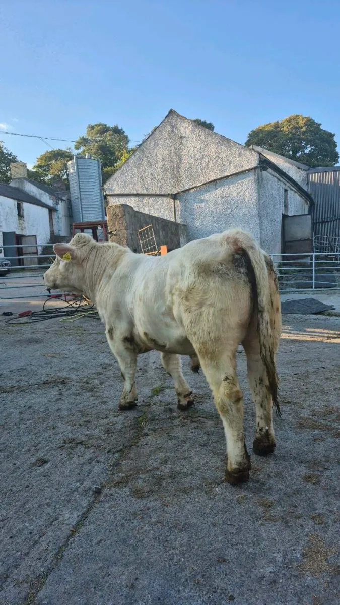 PBR Charolais Bull - Image 2