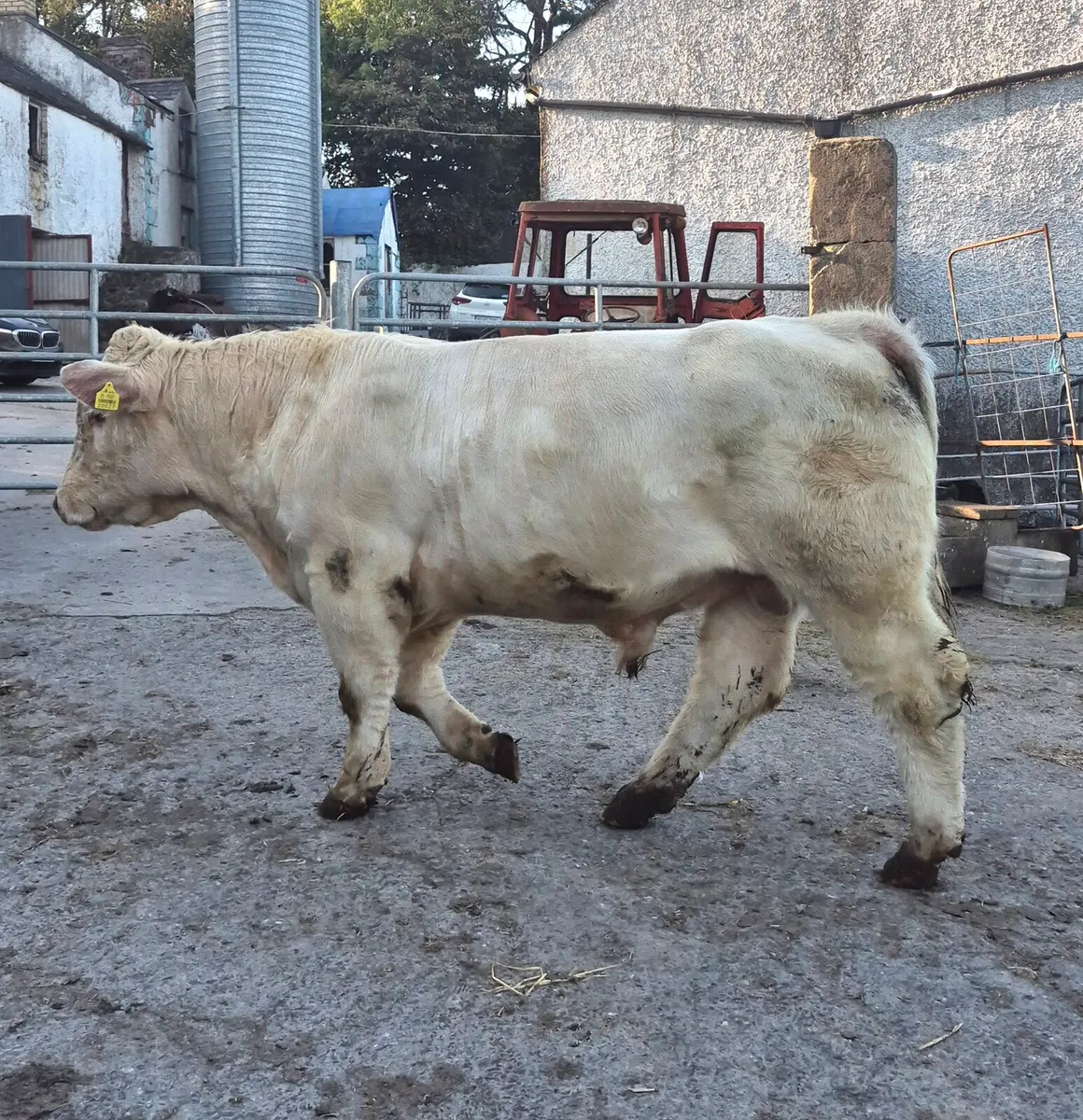 PBR Charolais Bull - Image 3