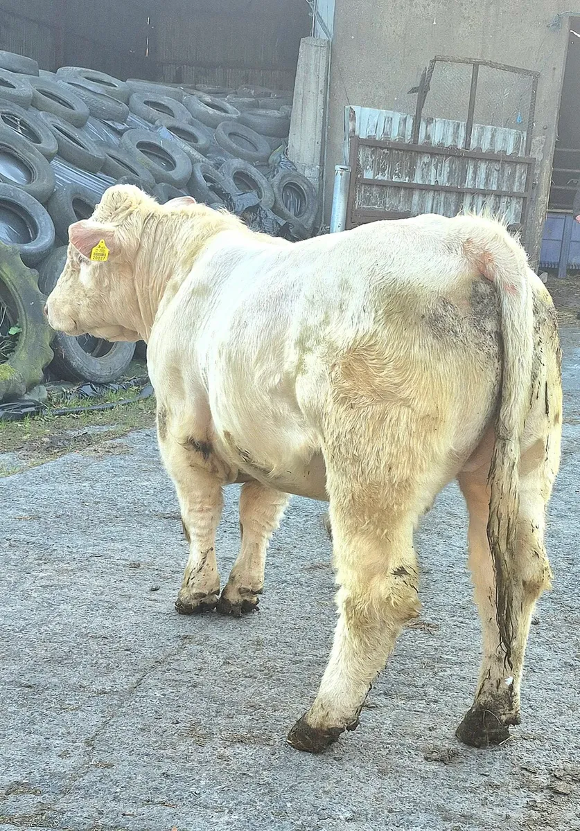 PBR Charolais Bull - Image 4