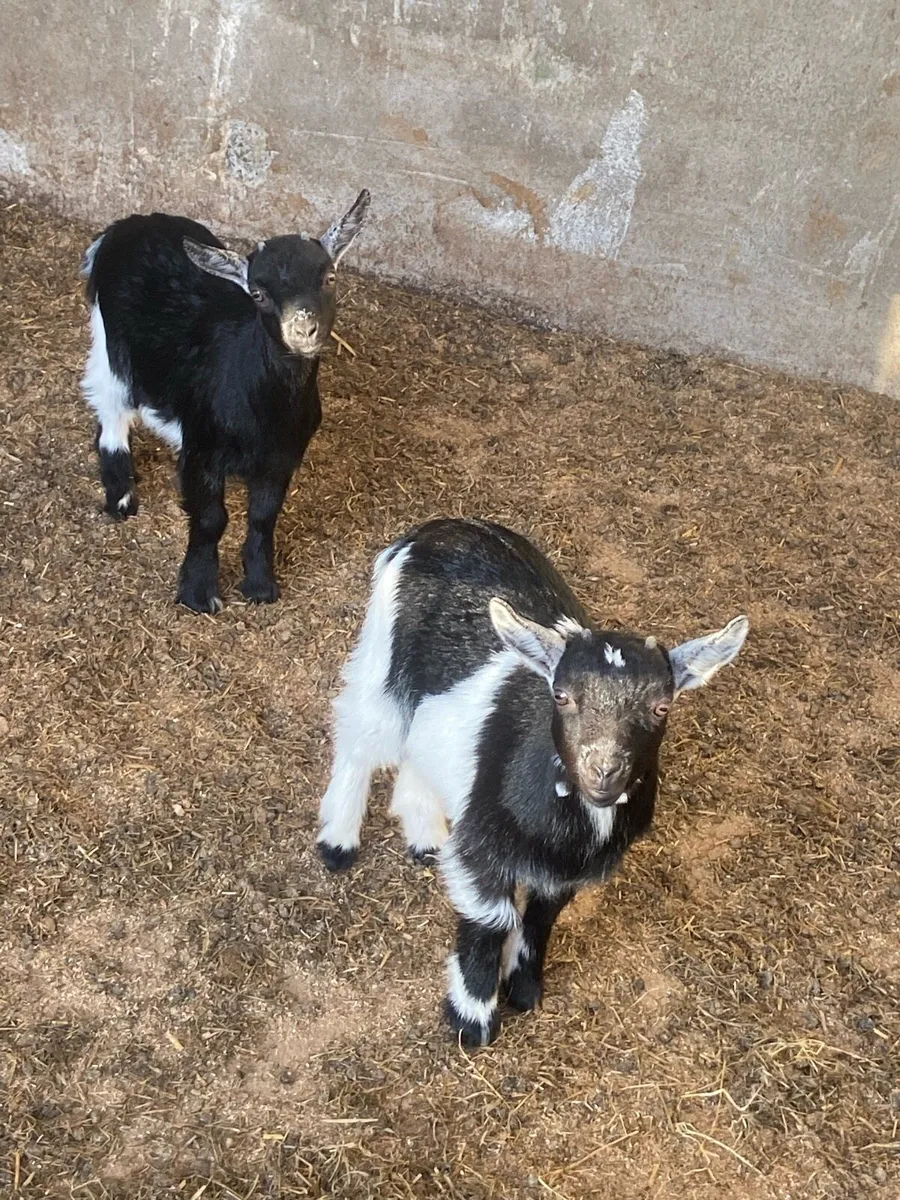 Pygmy goats - Image 1