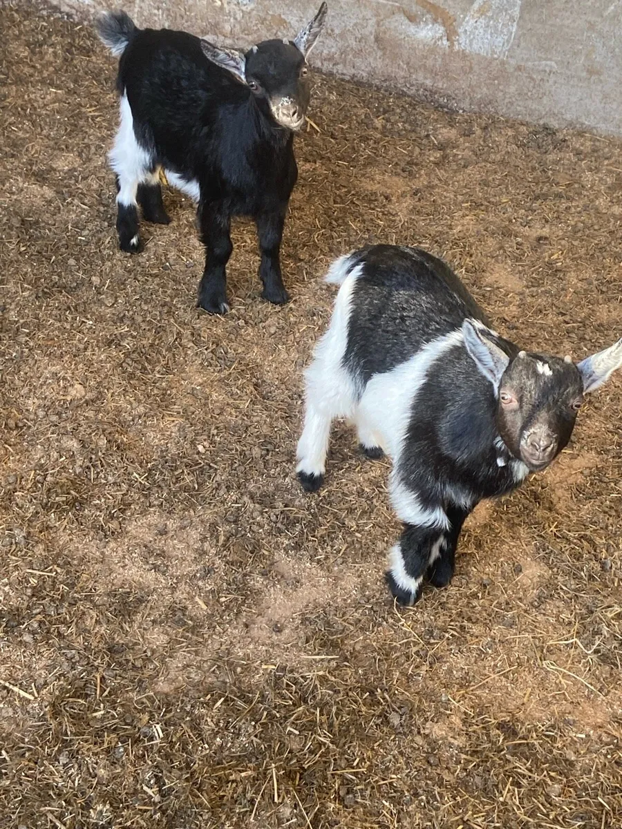 Pygmy goats - Image 2