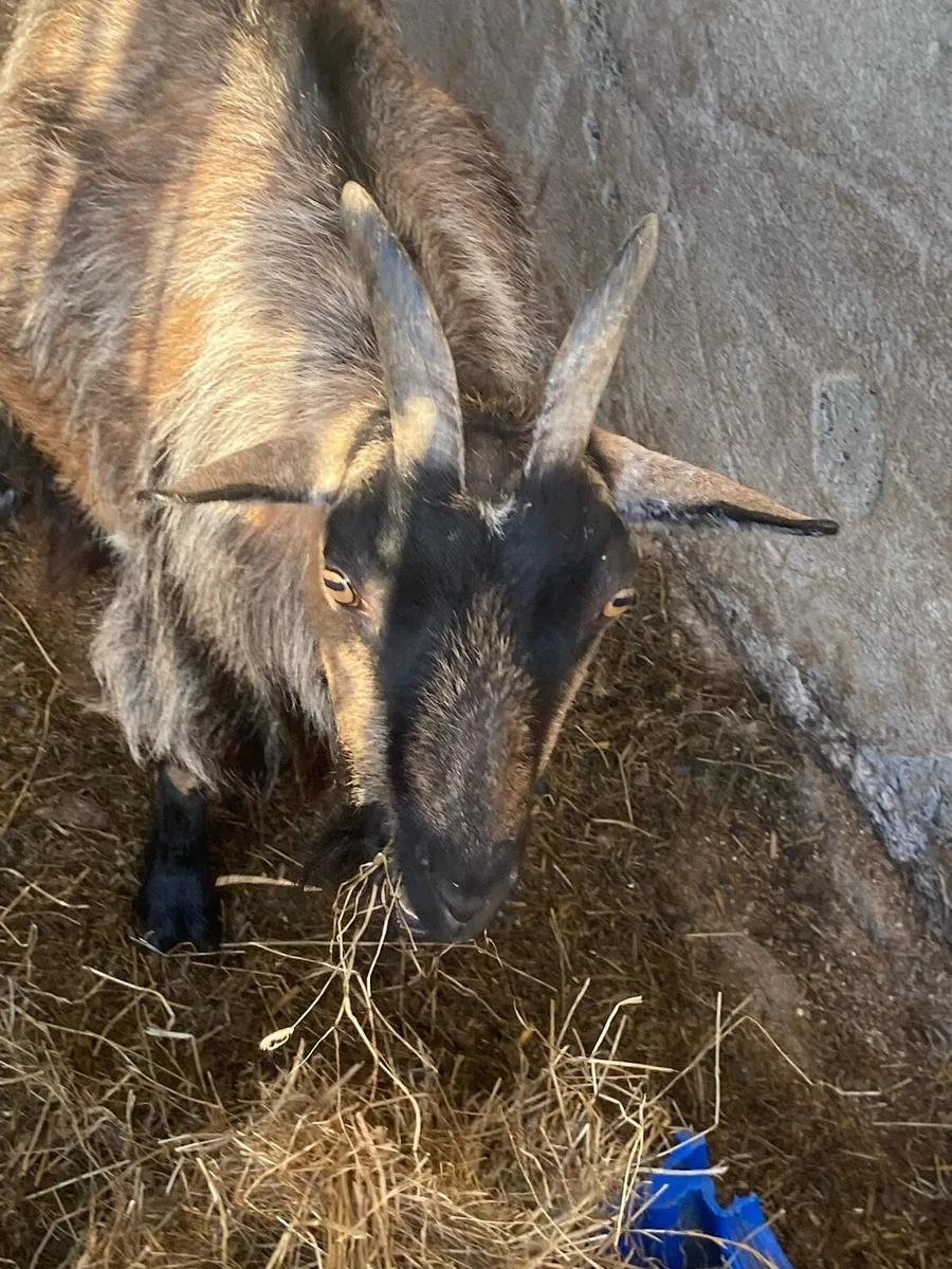 Pygmy goats - Image 3