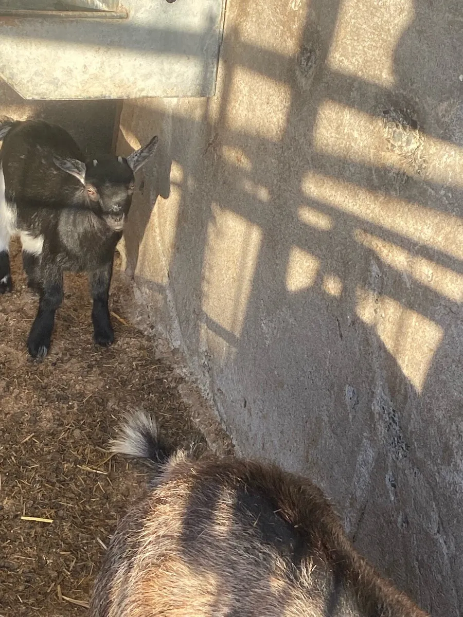 Pygmy goats - Image 4