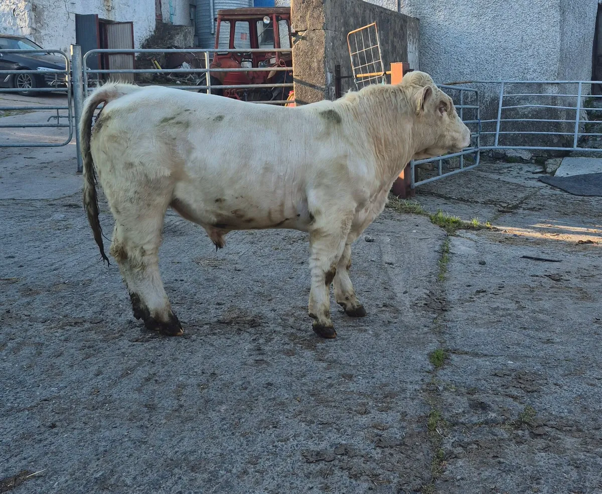 PBR Charolais Bull - Image 1