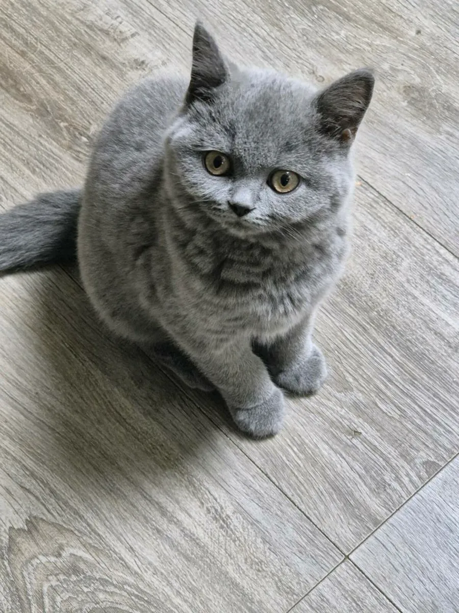 Cat - Image 1