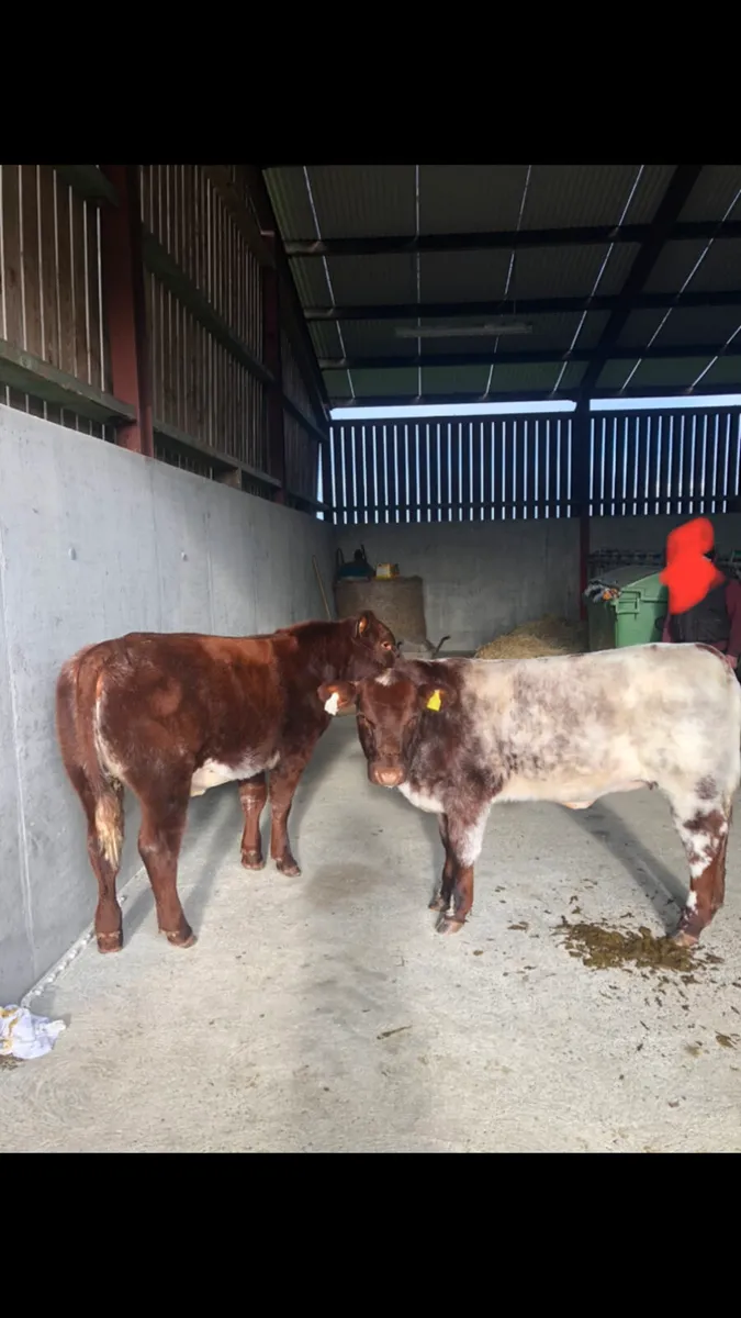 PB shorthorn heifers - Image 1