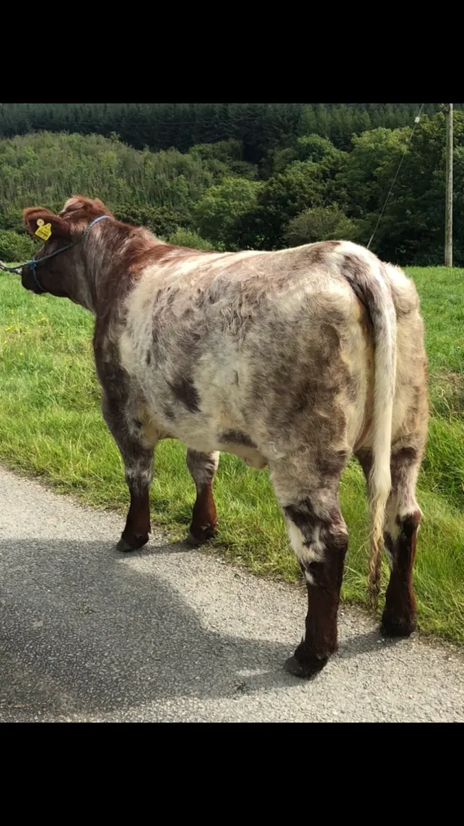 PB shorthorn heifers - Image 4