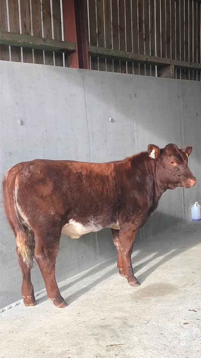 PB shorthorn heifers - Image 3