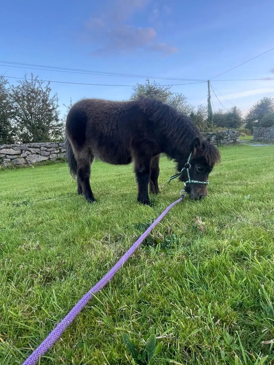 Miniature filly - Image 1