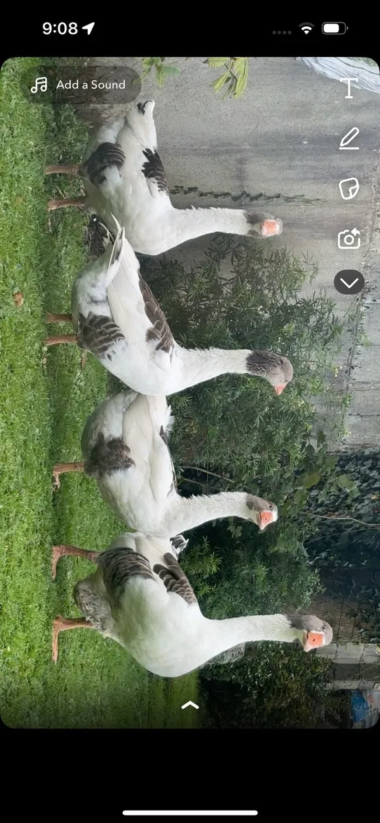 Pomeranian gese ,Saxony , call ducks,  guinea - Image 1