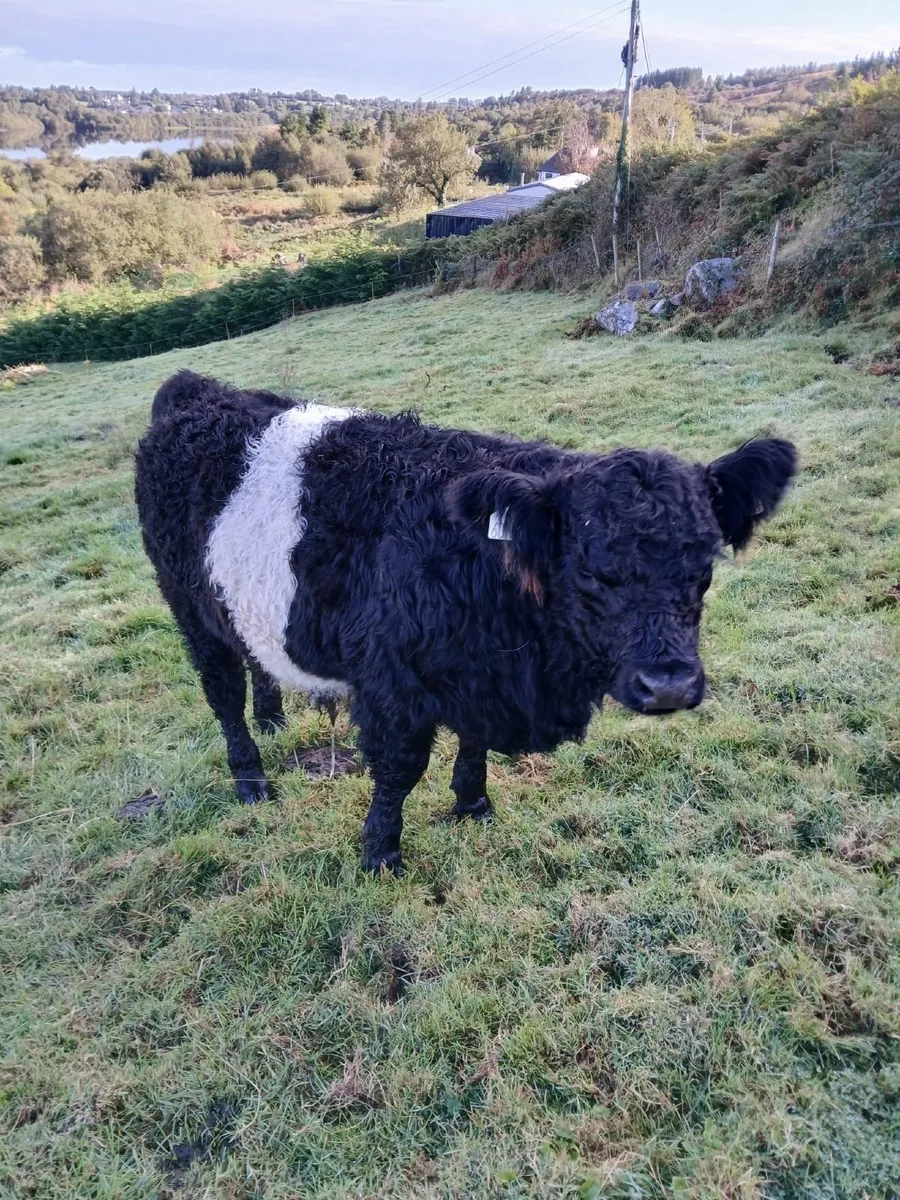 Two Belted Galloway weanlings - Image 1