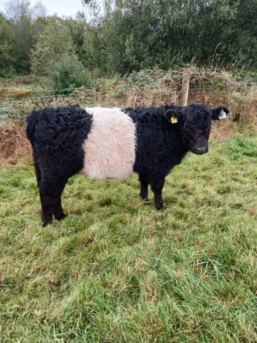 Two Belted Galloway weanlings - Image 2