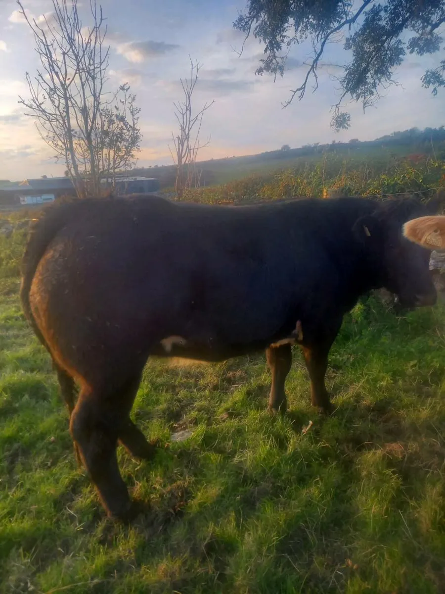 Heifers - Image 1